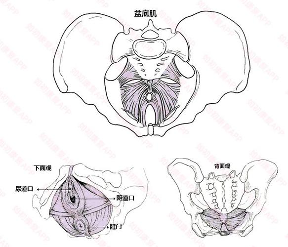 如何正确进行盆底肌锻炼?