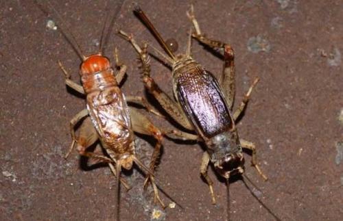 油葫芦在叫,挺过去,明亮的,"幽"多的好,什么是"幽"呢,油葫芦叫声,一般