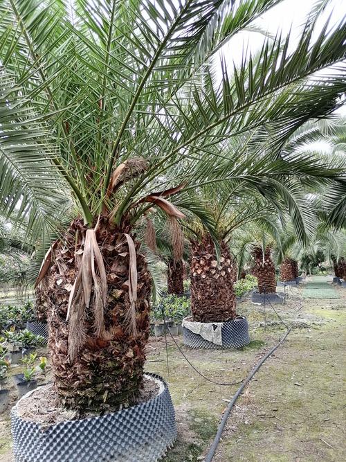 成都郫都区精品海枣树