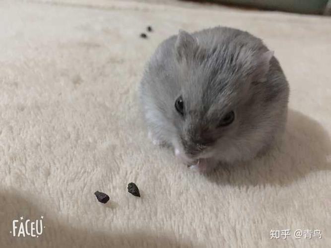 仓鼠建议买紫仓还是三线?