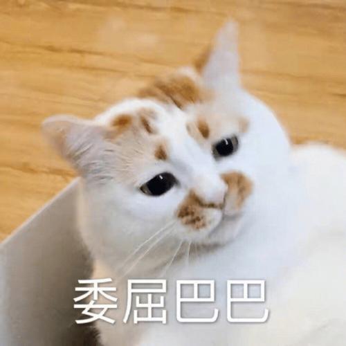 沙雕表情包沙雕猫猫表情包