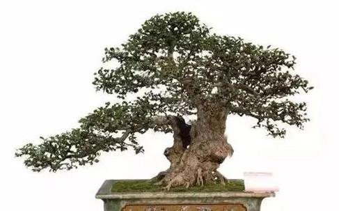 柞木形态古雅多姿的小老桩制作盆景,桩材养坯方法和