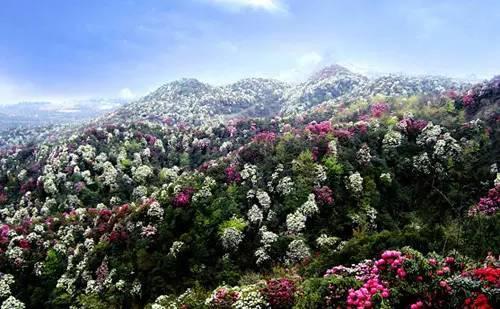 白马雪山高山杜鹃林