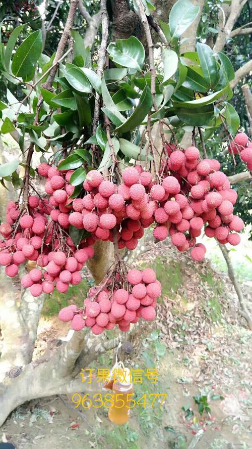特色荔枝 (香荔) 荔枝中的珍品