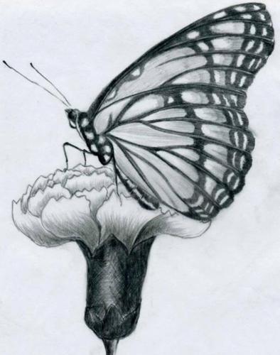 蝴蝶铅笔画