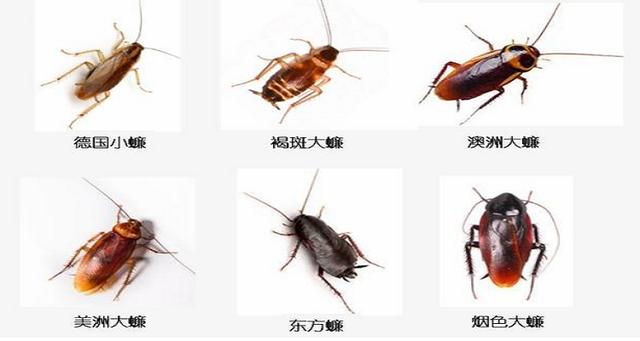 蟑螂品种