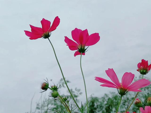 格桑花,美好幸福的象征