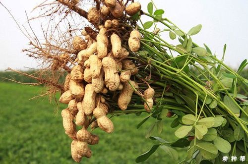 【花生种植技术】种植花生什么时候浇水好?_图片_耕种帮种植网