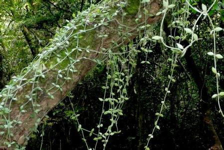 南瓜子金,原名:尖叶眼树莲,别名:石瓜子,川甲草,马榴根,上树瓜,拉丁文