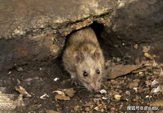 专业除虫师重点查找区域 家庭内有老鼠,一般也是通过这几个方面来