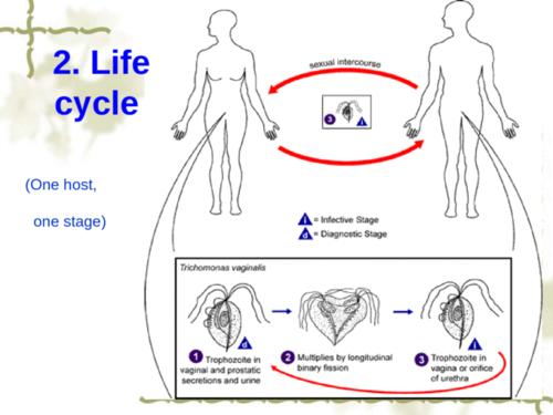 trichomonas vaginalis ( 阴道毛滴虫 )