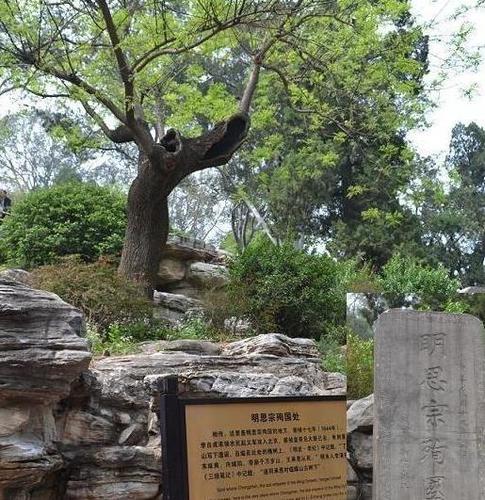 煤山上那颗为崇祯背锅的歪脖子树如今怎么样了