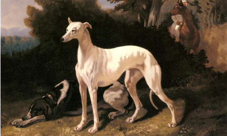 惠比特犬
