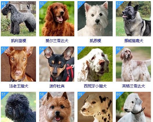 狗狗智商排名前十和前100名 你的狗狗聪明吗