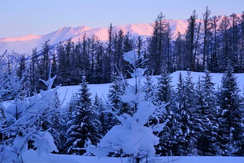 己亥年冬日新疆看雪2020年1月6日-白哈巴村-喀纳斯
