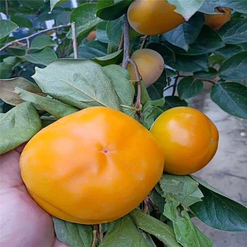 北集坡大秋甜柿子苗品种纯度大秋甜柿树苗多少钱一棵