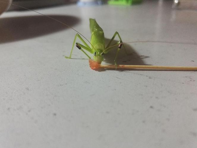 朋友养了一只蚂蚱!