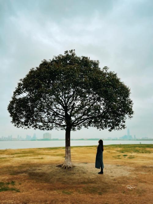 苏州小众景点-独墅湖《一棵树》 『独"树"湖』_景点_白鹭园_旅游_婚纱