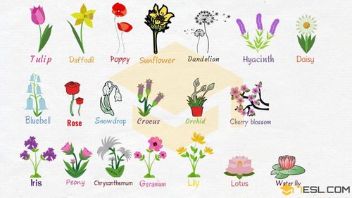 英语单词植物系列之各种花卉名称flowers_lily怎么样