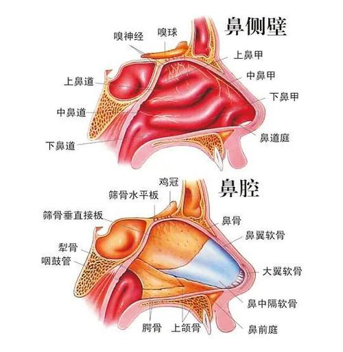 头痛竟是鼻中隔偏曲惹的祸?