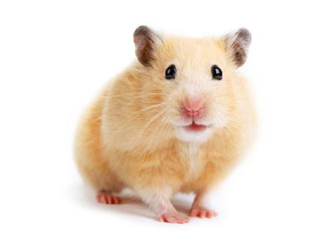 为什么布丁仓鼠不建议养