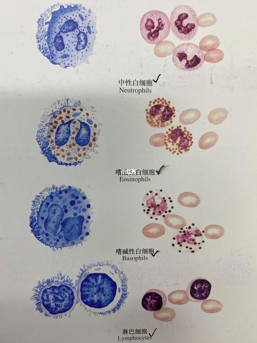 中性粒细胞,嗜酸性,嗜碱性,淋巴细胞_医学生_医疗健康