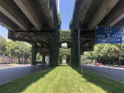 爬山虎"安家"成都二环高架背后 城市绿廊如何筑就?