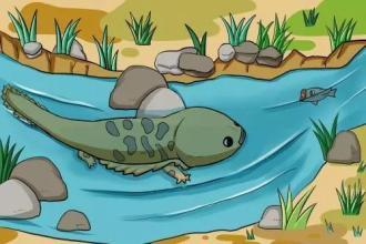 娃娃鱼简笔画彩色