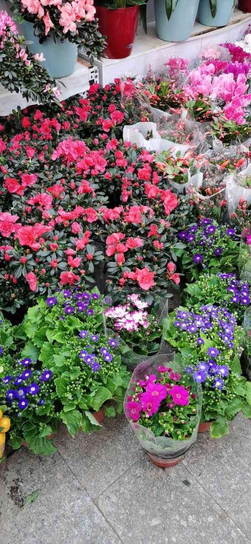 北京花乡花卉创意园-"过年去花卉市场感觉还是比平时