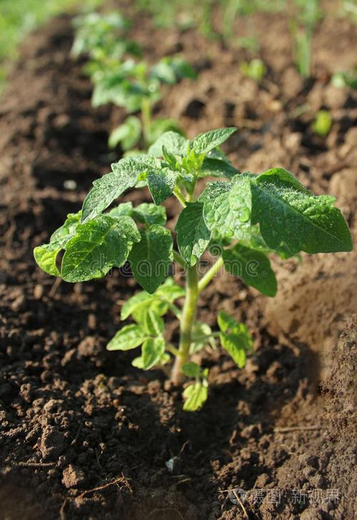 土壤中生长的番茄幼苗