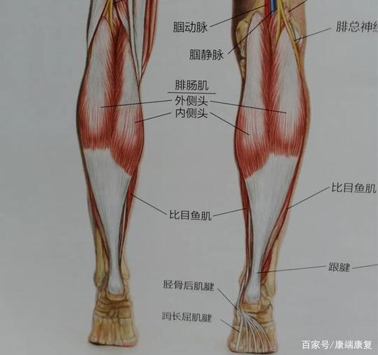 小腿肚粗壮,抽筋,易拉伤,是因为忽视了这块肌肉!