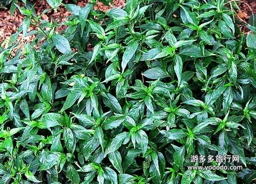 狮子草 - 第1张  | 中草药图片大全-中药的功效与作用