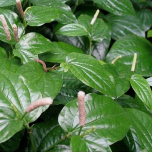 新品新鲜草药荜茇 蛤蒌 钻骨风 荜拨叶可煮饭祛风散寒