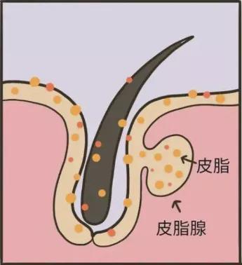 皮脂腺|皮脂膜|汗腺_网易订阅