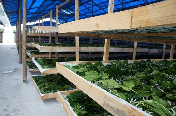 养蚕的过程需要注意什么 点进来你就知道