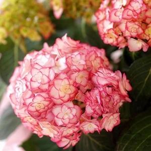 花之町园艺 进口绣球花苗纱织小姐花絮饱满株型紧凑 现货