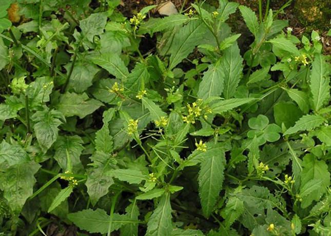 别名:野菜子,铁菜子,野油菜,干油菜,山芥菜,地豇豆来源:十字花科蔊菜