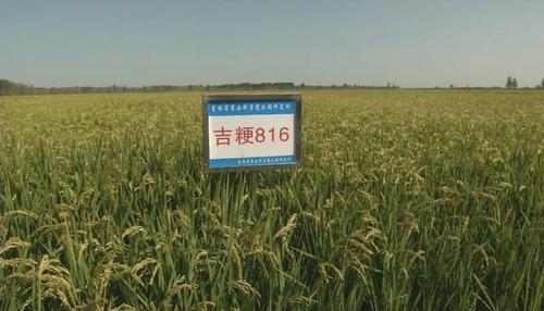 要闻吉粳816水稻在镇赉县试种成功