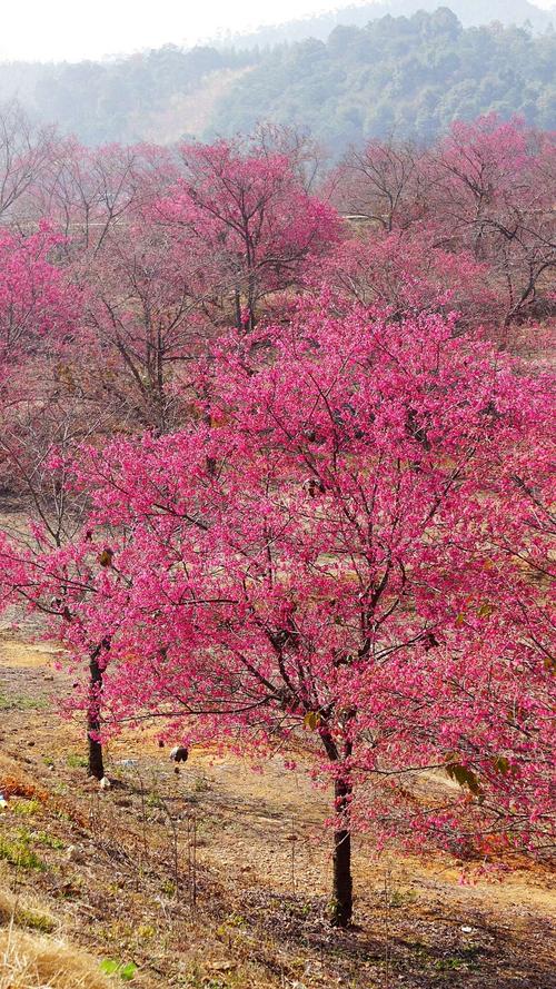 中国红樱花