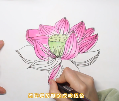 荷花简笔画彩色步骤画法