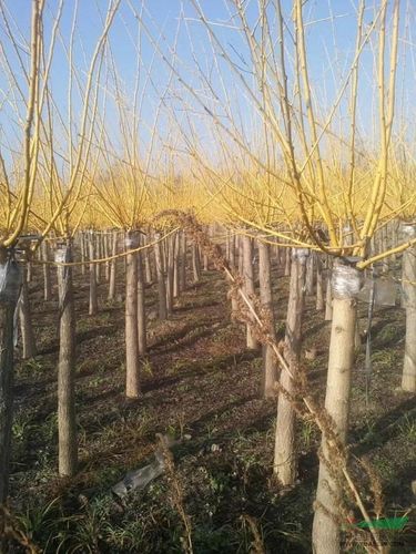 8～10矮接金枝槐