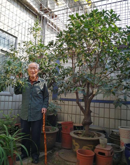 这两棵第一代大桂花树就在院子里,冬天给它罩上塑料大棚.