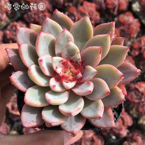 血斑回声 多肉植物 血燕血莺多肉 一物一拍 阿常的花园