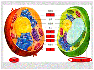 细胞核和原核细胞