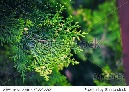 cedar tree, cedar tree, chamaecyparis, common names cypress or