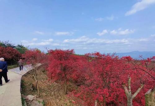 巴南这个地方的红枫 已经红了 还不要门票哟 位于安澜镇松木嘴的这片