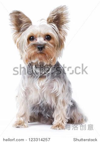 yorkshire terrier dog over white background