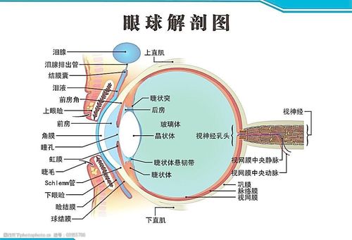 眼球断面图眼球解剖图片