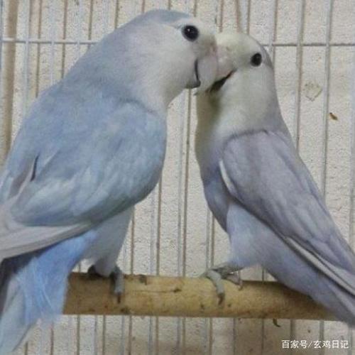 牡丹鹦鹉常见花色及成因