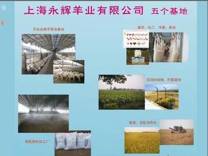 永辉羊业5个基地_上海湖羊,积极发展肉羊生产,建立_,.